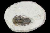 Spiny Kolihapeltis Trilobite - Excellent Specimen #108778-2